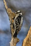 Downy Woodpecker, Picoides pubescens