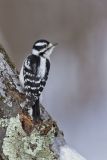 Downy Woodpecker, Picoides pubescens