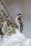 Downy Woodpecker, Picoides pubescens