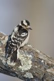 Downy Woodpecker, Picoides pubescens