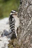Downy Woodpecker, Picoides pubescens