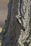 Downy Woodpecker, Picoides pubescens