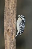 Downy Woodpecker, Picoides pubescens