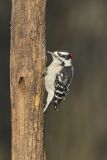 Downy Woodpecker, Picoides pubescens