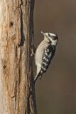 Downy Woodpecker, Picoides pubescens