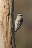 Downy Woodpecker, Picoides pubescens