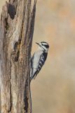 Downy Woodpecker, Picoides pubescens