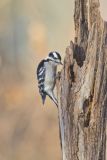 Downy Woodpecker, Picoides pubescens