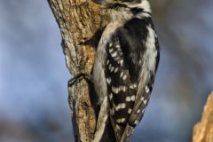 Downy Woodpecker, Picoides pubescens