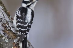 Downy Woodpecker, Picoides pubescens