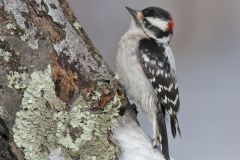 Downy Woodpecker, Picoides pubescens