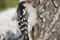 Downy Woodpecker, Picoides pubescens