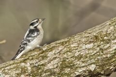 Downy Woodpecker, Picoides pubescens
