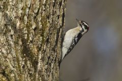 Downy Woodpecker, Picoides pubescens