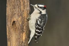 Downy Woodpecker, Picoides pubescens