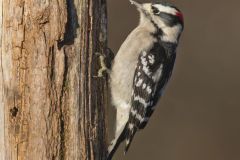 Downy Woodpecker, Picoides pubescens