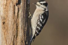 Downy Woodpecker, Picoides pubescens