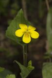 Downy Yellow Violet, Viola pubescens