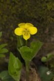 Downy Yellow Violet, Viola pubescens