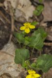 Downy Yellow Violet, Viola pubescens