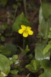 Downy Yellow Violet, Viola pubescens
