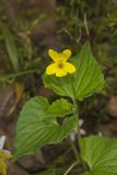 Downy Yellow Violet, Viola pubescens