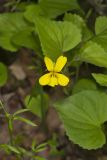 Downy Yellow Violet, Viola pubescens