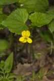 Downy Yellow Violet, Viola pubescens