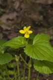Downy Yellow Violet, Viola pubescens
