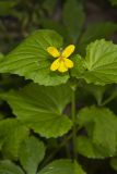 Downy Yellow Violet, Viola pubescens