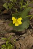 Downy Yellow Violet, Viola pubescens