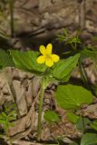 Downy Yellow Violet, Viola pubescens