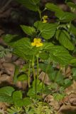 Downy Yellow Violet, Viola pubescens