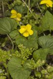 Downy Yellow Violet, Viola pubescens