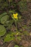 Downy Yellow Violet, Viola pubescens