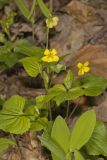 Downy Yellow Violet, Viola pubescens