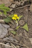 Downy Yellow Violet, Viola pubescens
