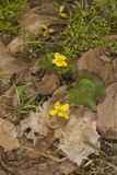 Downy Yellow Violet, Viola pubescens