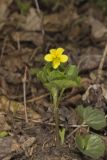 Downy Yellow Violet, Viola pubescens