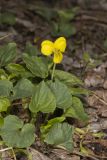 Downy Yellow Violet, Viola pubescens