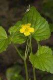 Downy Yellow Violet, Viola pubescens