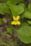 Downy Yellow Violet, Viola pubescens
