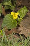 Downy Yellow Violet, Viola pubescens