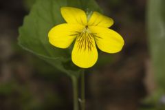 Downy Yellow Violet, Viola pubescens