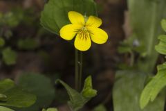 Downy Yellow Violet, Viola pubescens