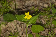 Downy Yellow Violet, Viola pubescens
