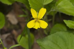 Downy Yellow Violet, Viola pubescens