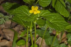 Downy Yellow Violet, Viola pubescens