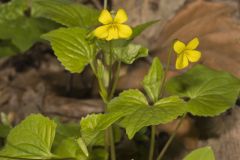 Downy Yellow Violet, Viola pubescens