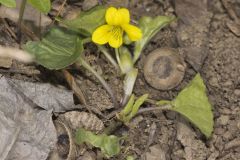 Downy Yellow Violet, Viola pubescens
